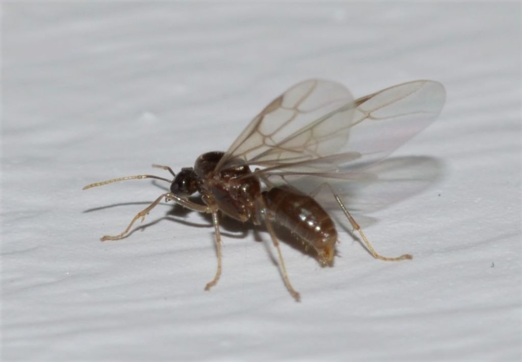 Formica alata: cfr. Solenopsis sp.